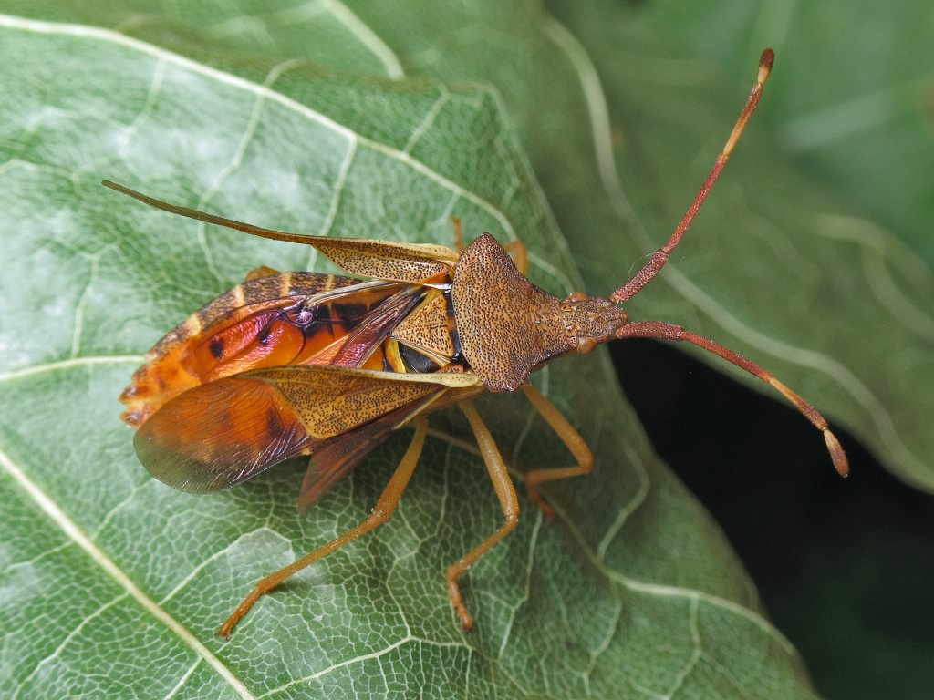 Gonocerus acuteangulatus (Goeze, 1778)